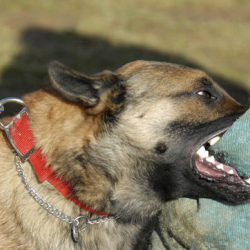 12 жаштагы баланы иттер талап өлтүрдү