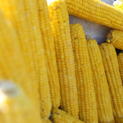Из-за ограничений экспорта украинской кукурузы, Китай будет искать других поставщиков