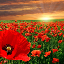 Кадимки эле кызгалдактын ден-соолукка пайдасы