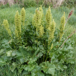 Ташбү Каразакова: 