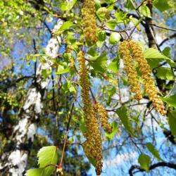 Ак кайыңдын даарылык касиетин билесизби?