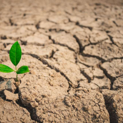 Казакстандын бир катар аймактарында кургакчылык күтүлүүдө