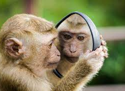 Дүйнөнү кооптондурган илдет Россиянын босогосун аттады