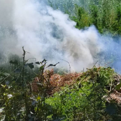 СҮРӨТ - Чүйдө талаадагы кара куурай өрттөлдү