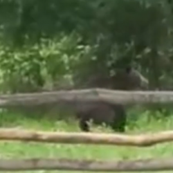 ВИДЕО - Алайда аюу жергиликтүү тургундун короосуна кирип келди