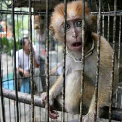 Маймыл чечеги Азия өлкөлөрүнүн биринде аныкталды