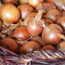 Таджикистан запретил экспорт репчатого лука в Россию