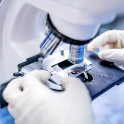 Кытай менен Сингапурдун окумуштуулары жаңы генипавирусту аныкташты