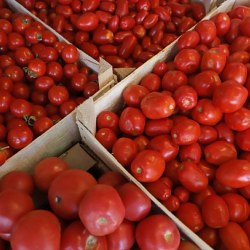 Кыргызстанга импорттолгон помидордун көбү Түркмөнстандан келип жатат