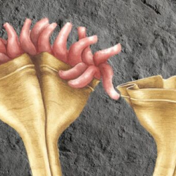 ФОТО - Мягкий и беззубый. Ученые выяснили, как выглядел первый хищник на Земле