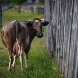 Коровы в Кыргызстане стали давать больше молока- Нацстатком