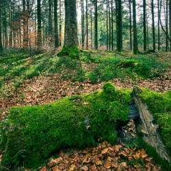 Таласта токойдо жоголуп кеткен 15 жаштагы кыздын сөөгү табылды