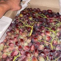 СҮРӨТ - Ошто бажычылар 4 тоннадан ашык жүзүм аткезчилигин аныкташты