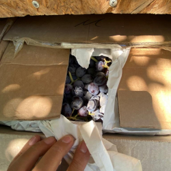 СҮРӨТ - Тажикстандан мыйзамсыз ташылып келе жаткан жүзүм кармалды