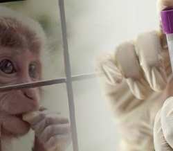 В Италии мужчина одновременно заразился ВИЧ, коронавирусом и оспой обезьян