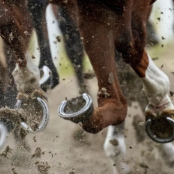 Бир күлүк катуу чуркаганда күйүгүп, жүрөгү жарылып кетти. Чуңкурчакта ат чабыштын жеңүүчүлөрү аныкталды