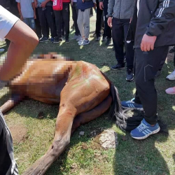 Жаныш Кулмамбетов: «Жиниккен күлүктү аман сактап калчу малдоктур жок беле?..»