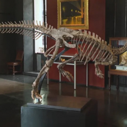 Парижде 150 млн жылдык динозаврдын скелети аукционго коюлду