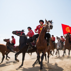 Министрлик көк бөрүнүн аттары эмнеге Түркияга алып барылбаганын түшүндүрдү
