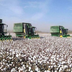 Кытайдын Синьцзянь аймагындагы пахтачылар мол тушум алып жатышат