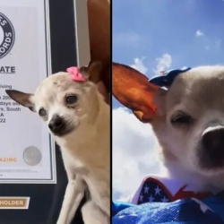 АКШда дүйнөдөгү эң кары ит өлдү