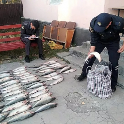 Ысык-Көлдөн Бишкекке балык ташып бараткан аял кармалды