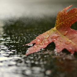 Абанын күндүзгү температурасы