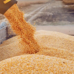 Орусия Түркия жана БУУ менен дан келишими боюнча диалогду улантат