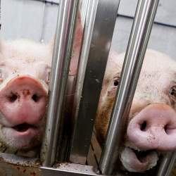 В КНР успешно пересадили свиные органы обезьянам