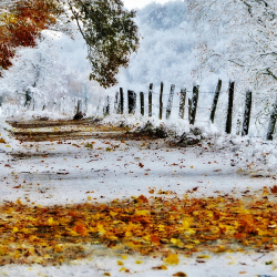 Жакында бул сулуулуктун баары кар алдында калат
