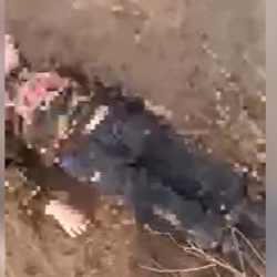 Сузакта аталаш ага-ини каза болду