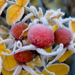 Абанын температурасы төмөндөйт. Шашылыш билдирүү