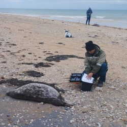 Каспий деңизинин жээгинде 100дөн ашык тюлендин өлүгү табылды