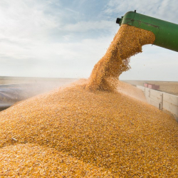 Россия просит Казахстан снизить тарифы на перевозку зерна