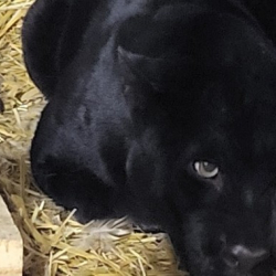 В Ташкентском зоопарке появились пантеры