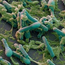 Баткенде ботулизм менен ооруган беш адам ооруканага жаткырылды