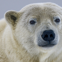 Глобальное потепление приведет к появлению гибридных животных