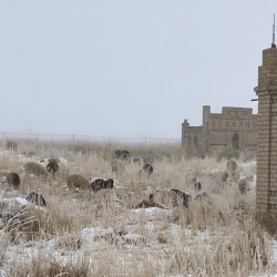 СҮРӨТ - Мечит менен мүрзөгө мал бакса болобу? Бийликке кайрылуу