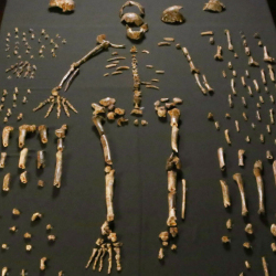 Третье человечество. Открытие Homo naledi переворачивает всю историю нашей эволюции, - ученые