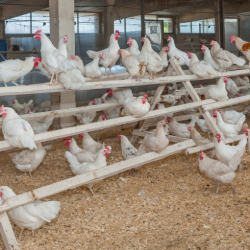 Японияда куш тумоосу күч алганына байланыштуу 110 миң тоок жок кылынат