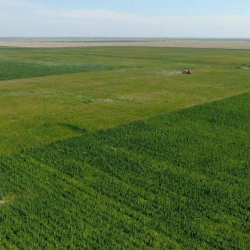 Өзбекстан массалык түрдө кара куурай майын өндүрө баштады