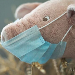 Кыргызстанда «чочко тумоосунун» 34 учуру катталды