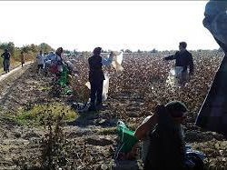 Түркмөнстанда бюджет кызматкерлери суукта пахта терүүдө