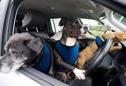 ВИДЕО - Собака прыгнула за руль джипа и врезалась в соседский автомобиль