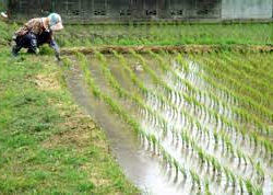 В Европе ожидается самый низкий урожай риса с 1985 года