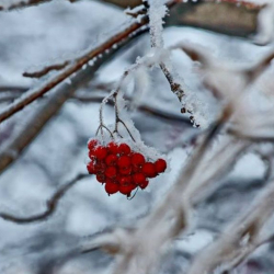 -24. 21-декабрга карата аба ырайы
