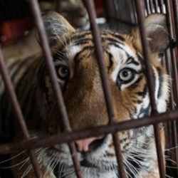 Цирк, зоопарктарда жаныбарларды пайдаланууга тыюу салуу сунушталды