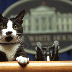 Батыш Орусиянын мышыктарына санкция салды