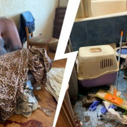 Екатеринбург: Үч ит жана алты мышык кожоюндарынын өлүгүн жеп салышкан