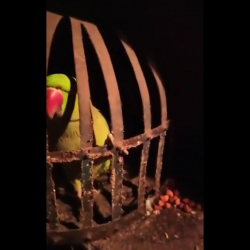 ВИДЕО - Индия полициясы тоту кушту эмне себептен суракка алды?